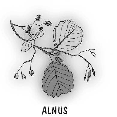 ALNUS GbR